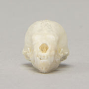 Real Seba's Short-tailed Bat Skull