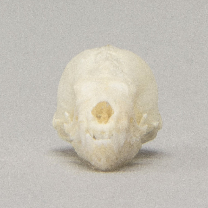 Real Seba's Short-tailed Bat Skull
