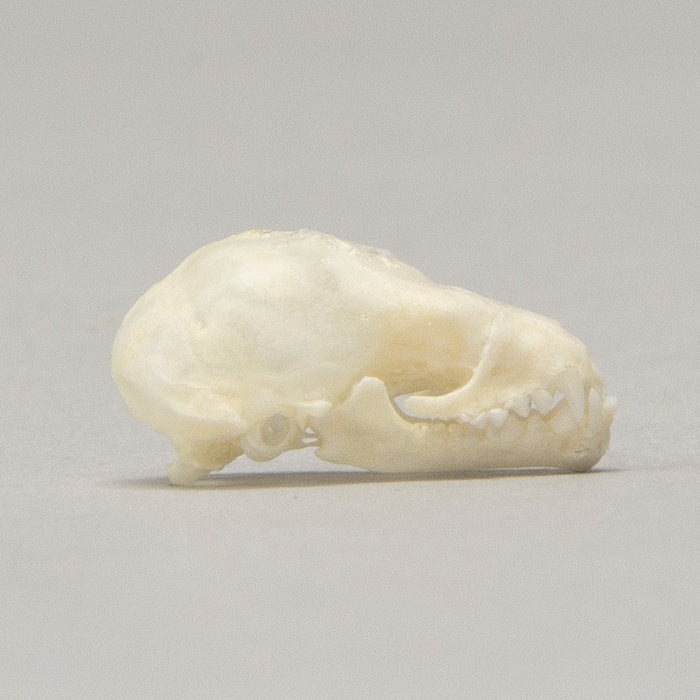 Real Seba's Short-tailed Bat Skull — Skulls Unlimited International, Inc.