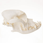 Replica Domestic Dog Skull - Boxer