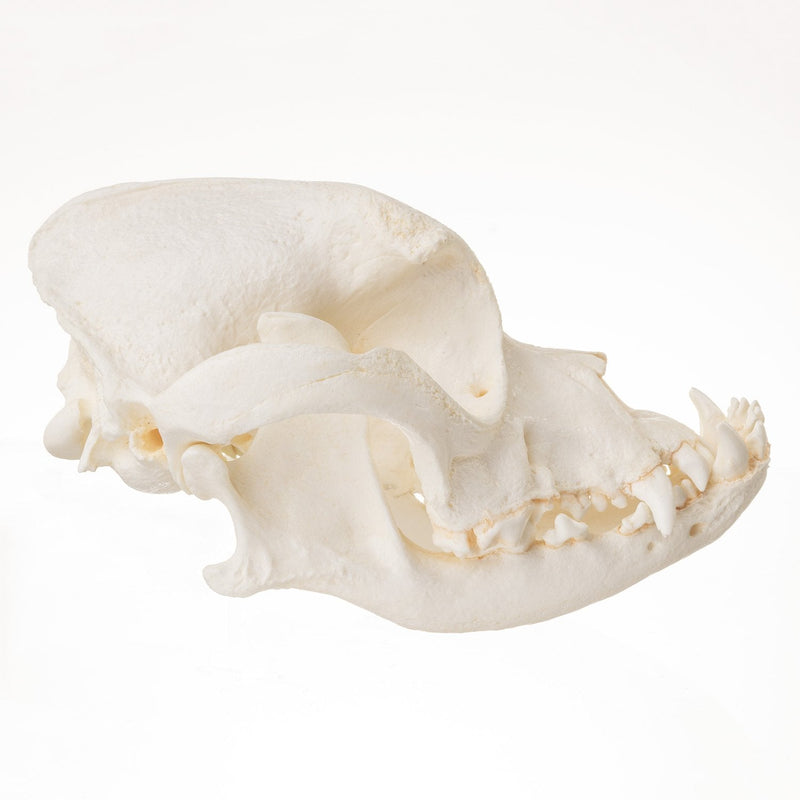 Replica Domestic Dog Skull - Boxer