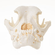 Replica Domestic Dog Skull - Boxer