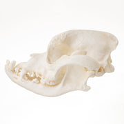 Replica Domestic Dog Skull - Boxer