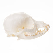 Replica Domestic Dog Skull - Chihuahua