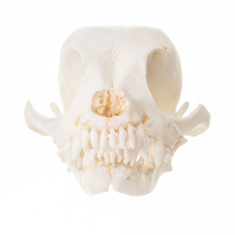 Replica Domestic Dog Skull - Chihuahua