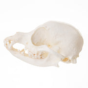 Replica Domestic Dog Skull - Chihuahua