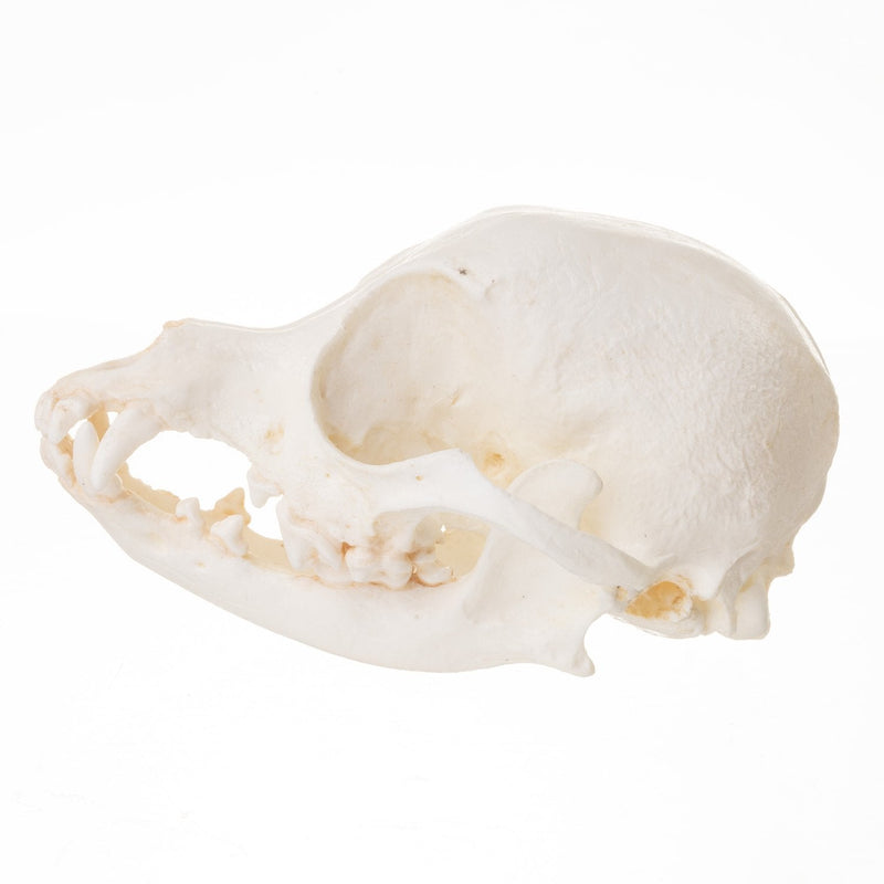 Replica Domestic Dog Skull - Chihuahua