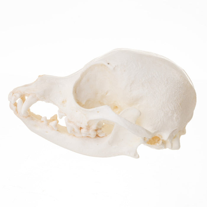 Replica Domestic Dog Skull - Chihuahua
