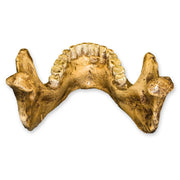 Replica Mauer Jaw