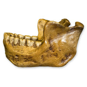 Replica Mauer Jaw