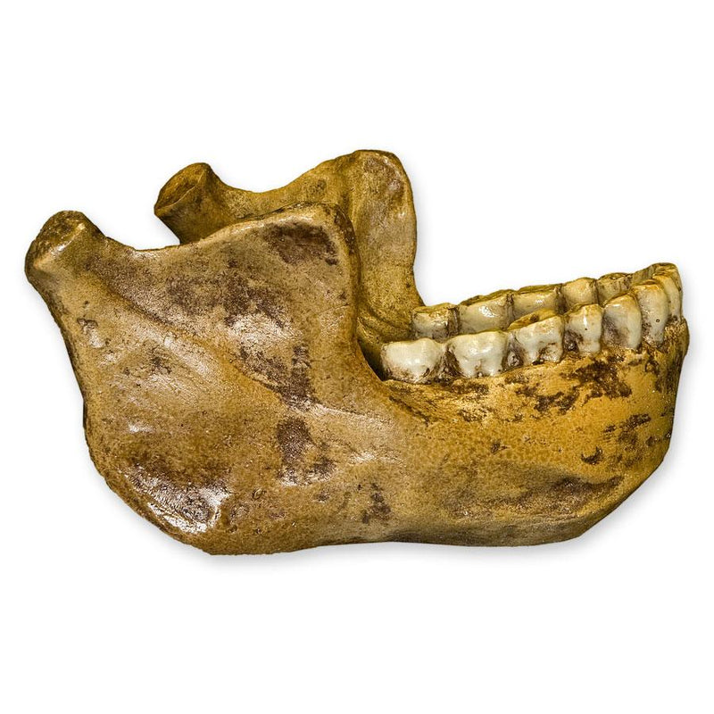 Replica Mauer Jaw