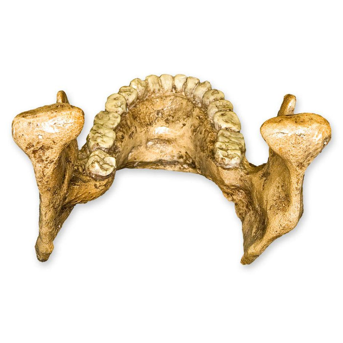 Replica Homo habilis Jaw