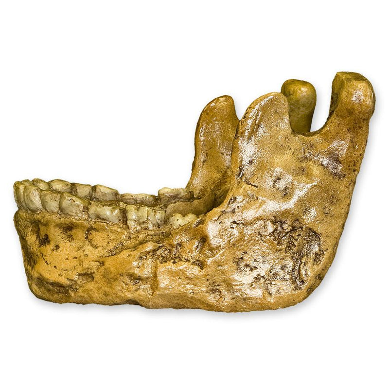 Replica Homo habilis Jaw