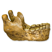 Replica Homo habilis Jaw
