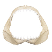 Replica Great White Shark Jaw