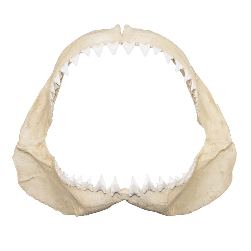 Replica Great White Shark Jaw