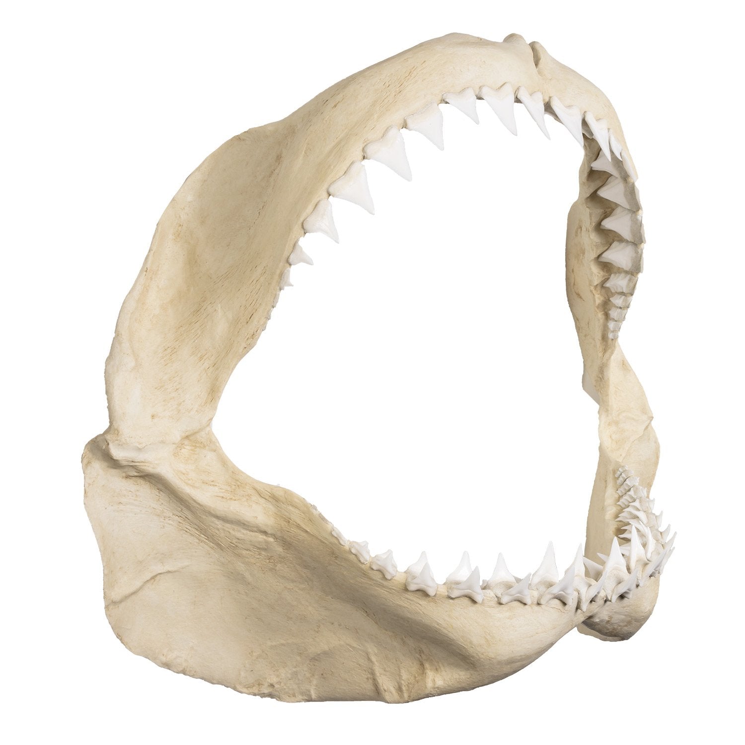 Replica Great White Shark Jaw For Sale — Skulls Unlimited