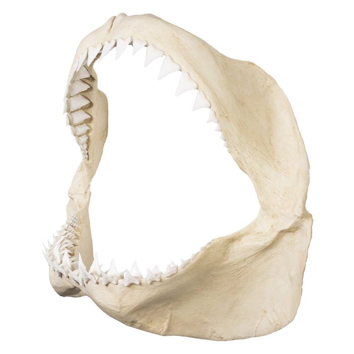 Replica Great White Shark Jaw