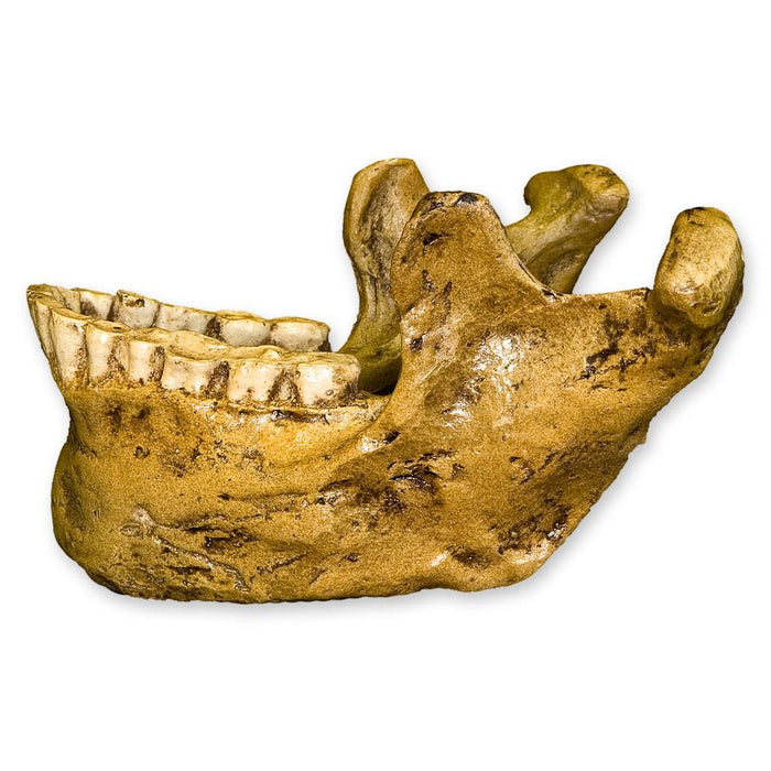 Replica Tabun 3 Jaw