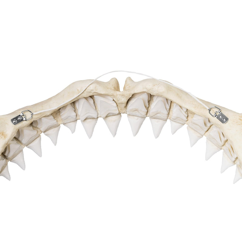 Replica Great White Shark Jaw