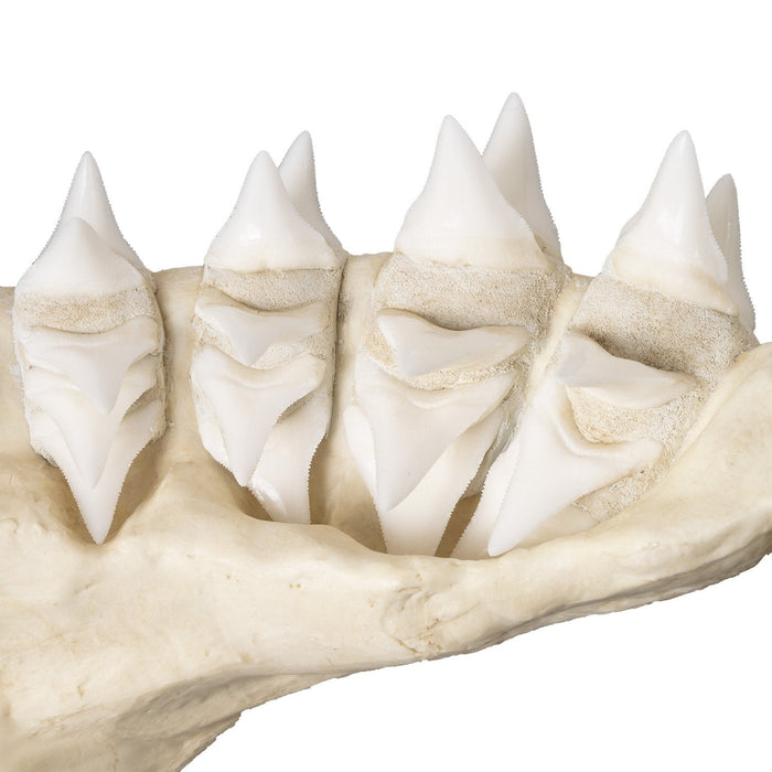 Replica Great White Shark Jaw