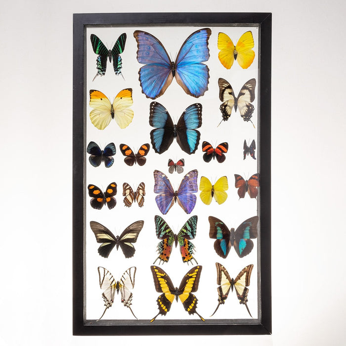 Real Taxidermy Butterflies in Black Frame - Set of 22