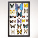 Real Taxidermy Butterflies in Black Frame - Set of 22