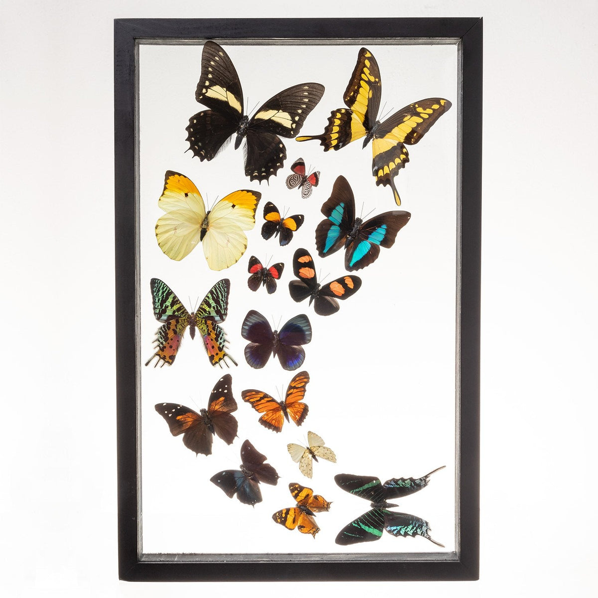 Real Insects of 16 Butterflies Taxidermy in an Entomology Gallery Style ...