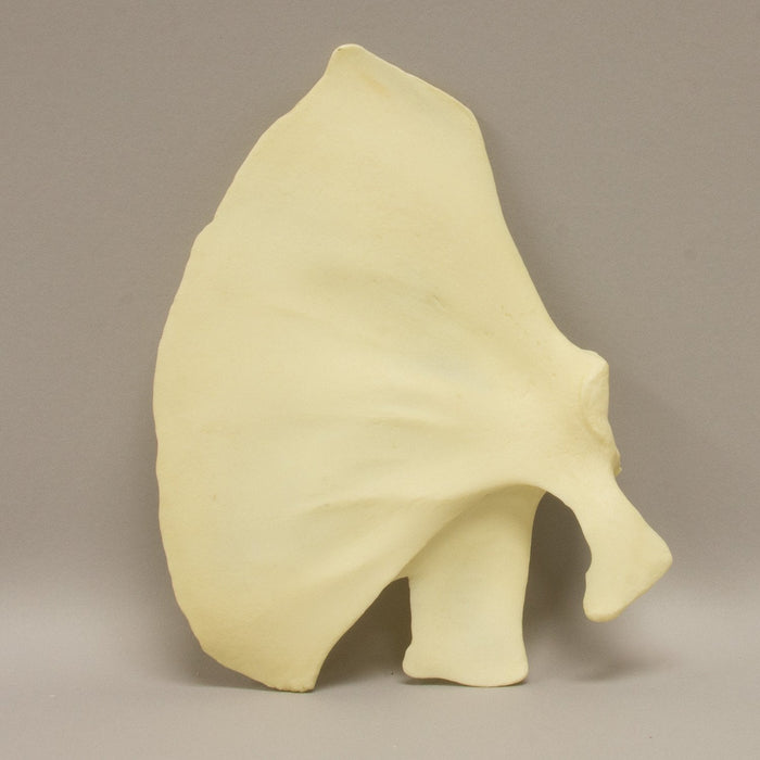 Replica Bottle-nosed Dolphin Scapula