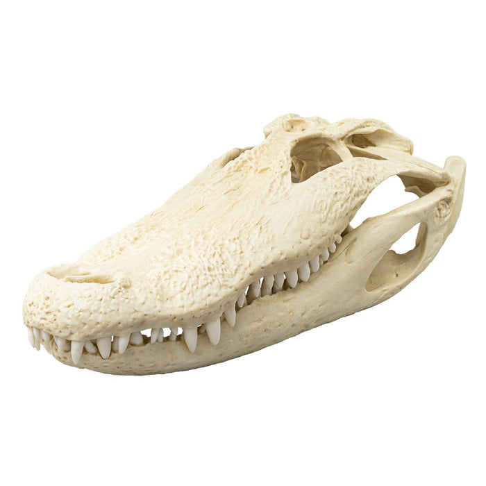Replica American Alligator Skull (20 in.)