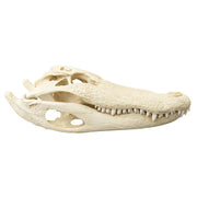 Replica American Alligator Skull (20 in.)