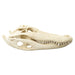 Replica American Alligator Skull (20 in.)