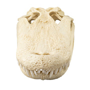 Replica American Alligator Skull (20 in.)