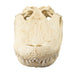 Replica American Alligator Skull (20 in.)