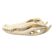 Replica American Alligator Skull (20 in.)
