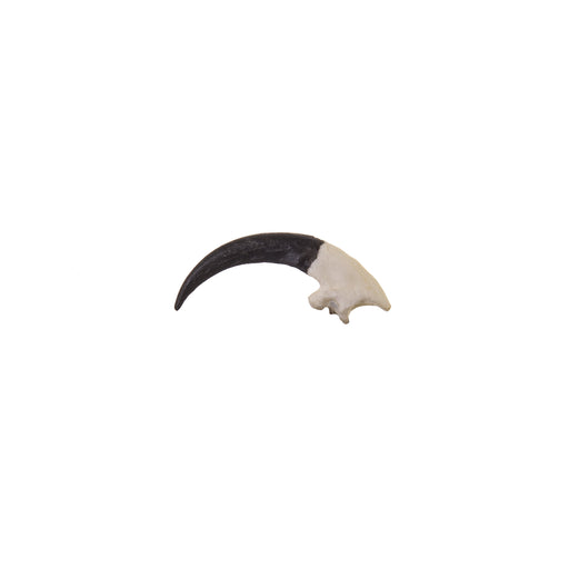 Replica Great Horned Owl Talon