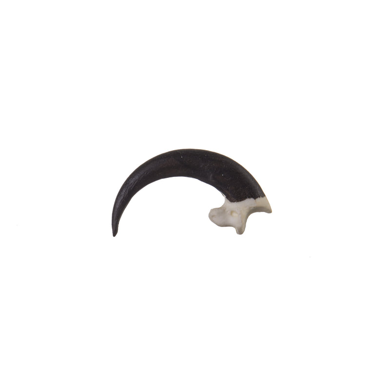 Replica Bald Eagle Talon
