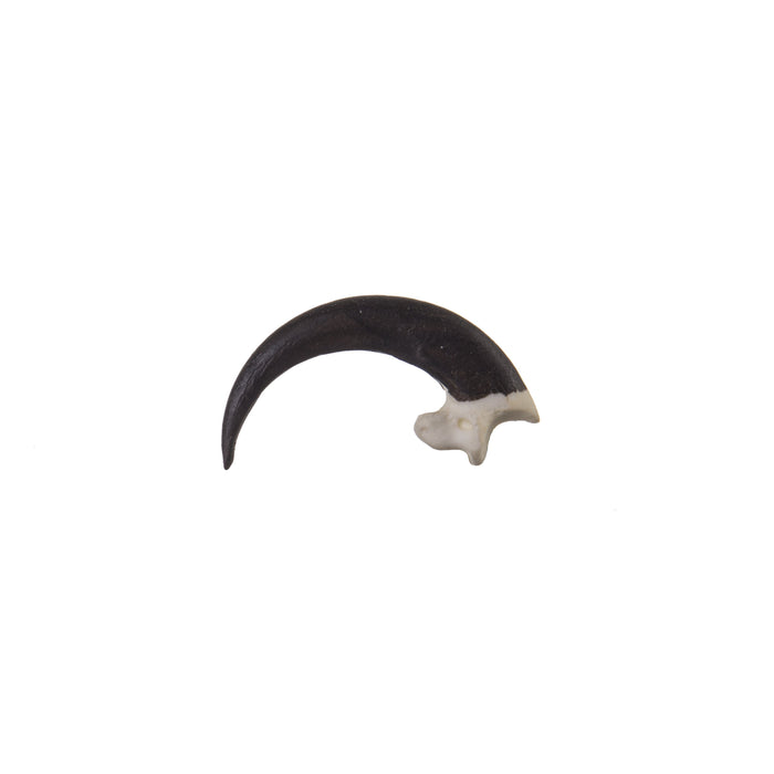 Replica Bald Eagle Talon For Sale — Skulls Unlimited International
