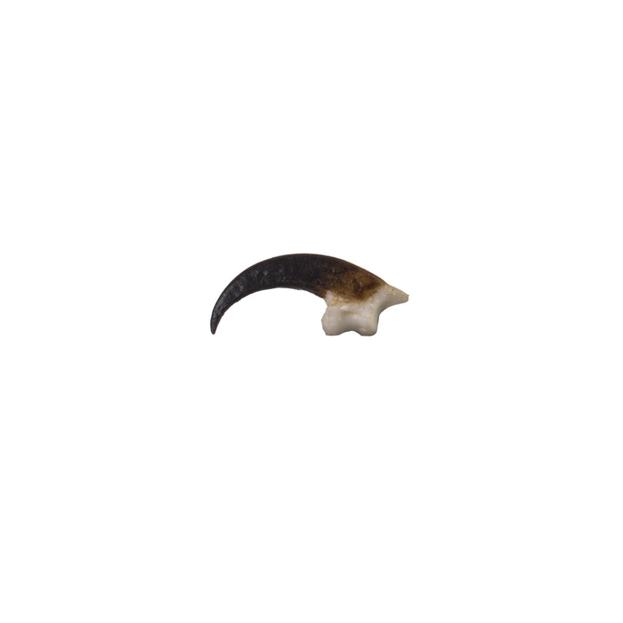 Replica Peregrine Falcon Talon