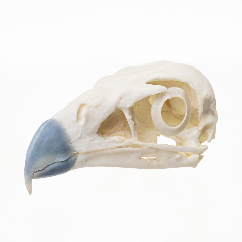 Replica Northern Crested Caracara Skull