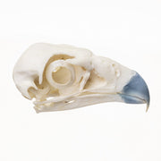 Replica Northern Crested Caracara Skull