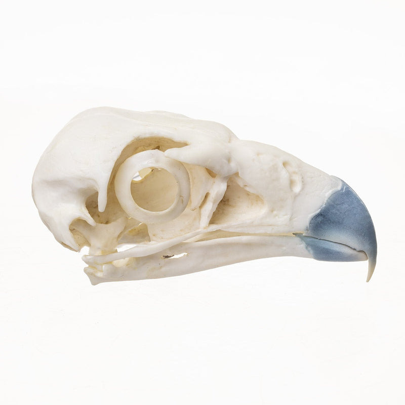 Replica Northern Crested Caracara Skull