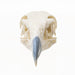 Replica Northern Crested Caracara Skull
