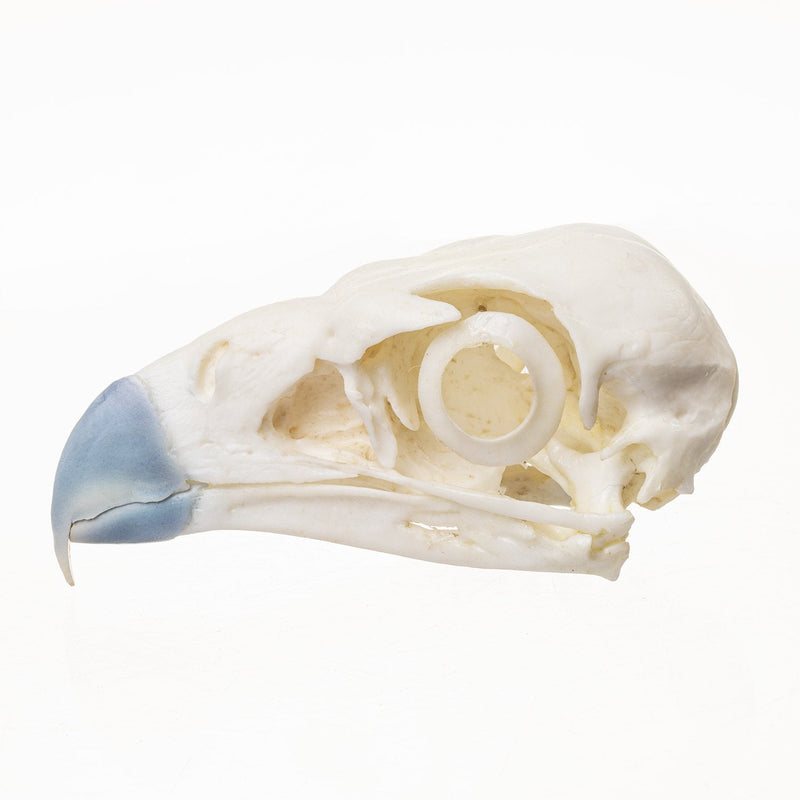 Replica Northern Crested Caracara Skull