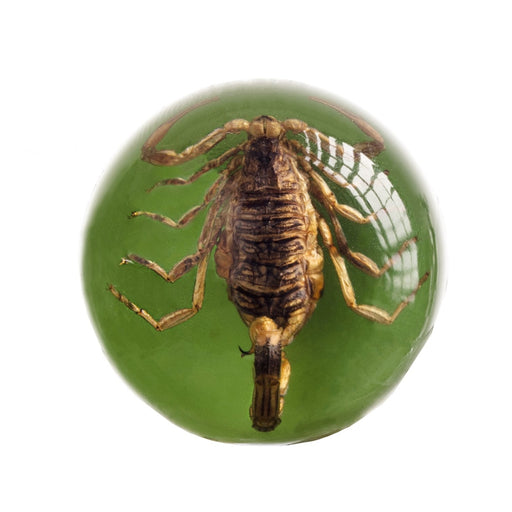 Real Golden Scorpion in Acrylic Wine Stopper