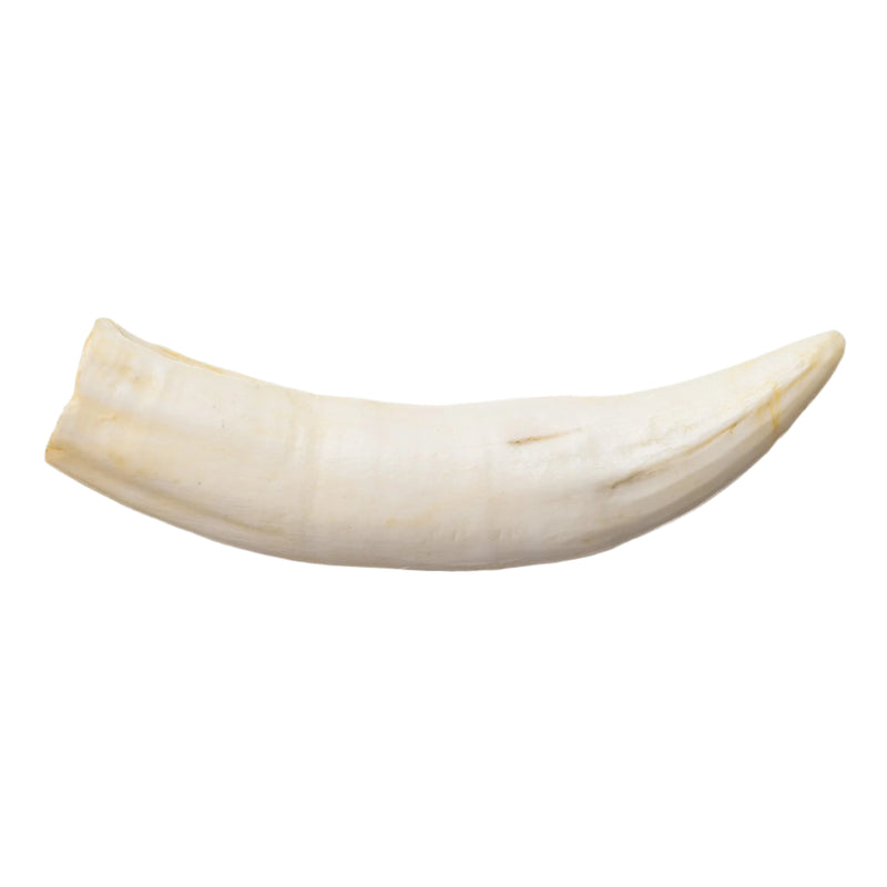 Replica Nile Crocodile Tooth