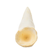 Replica Nile Crocodile Tooth