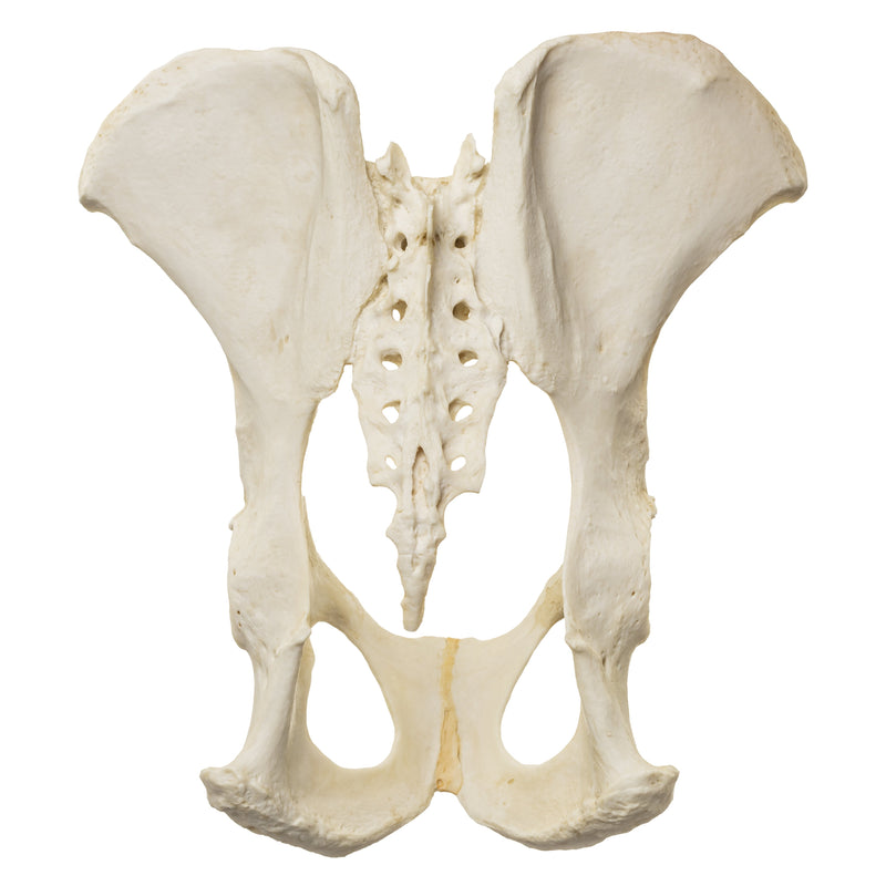 Replica Male Chimpanzee Pelvis and Femur