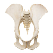 Replica Male Chimpanzee Pelvis - Articulated