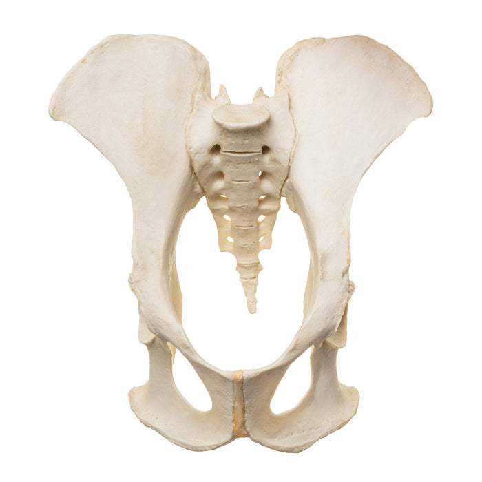 Replica Male Chimpanzee Pelvis-Articulated